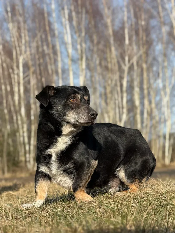 Pies do adopcji, Pieczyska, 26 marca 2026 (4/5)