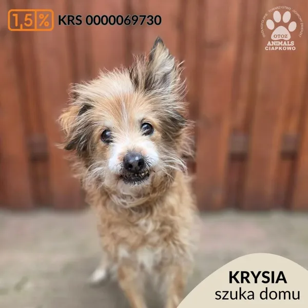 Pies do adopcji, Gdynia, 27 marca 2026 (1/5)