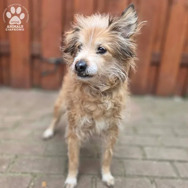 Pies do adopcji, Gdynia, 27 marca 2026 (2/5)