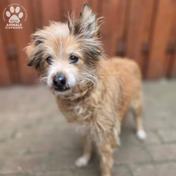 Pies do adopcji, Gdynia, 27 marca 2026 (4/5)