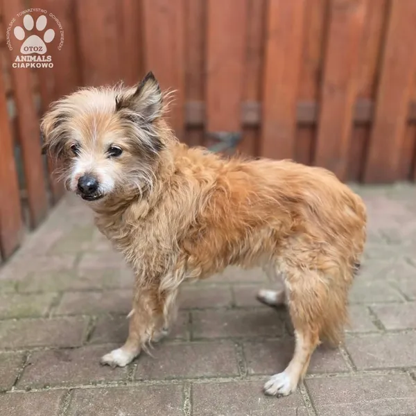 Pies do adopcji, Gdynia, 27 marca 2026 (5/5)