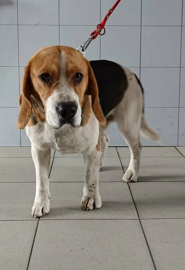 Znaleziono psa, Lublin, 26 marca 2026