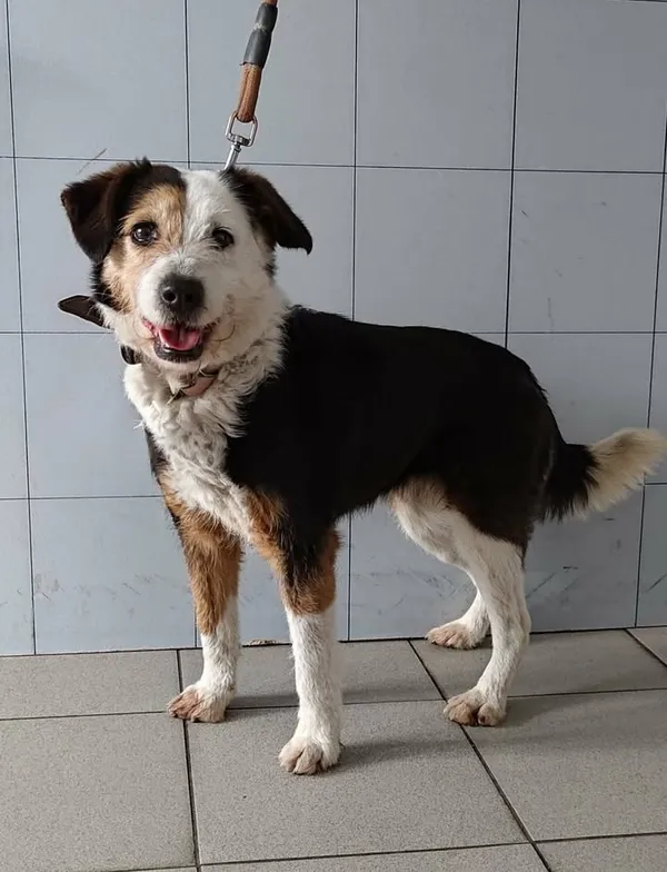 Znaleziono psa, Lublin, 27 marca 2026