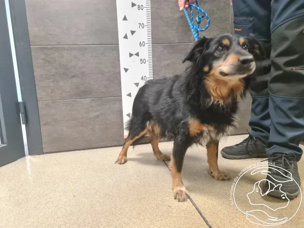 Znaleziono psa, Chełmek, 27 marca 2026