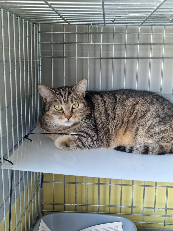 Kot do adopcji, Wrocław, 3 lutego 2026