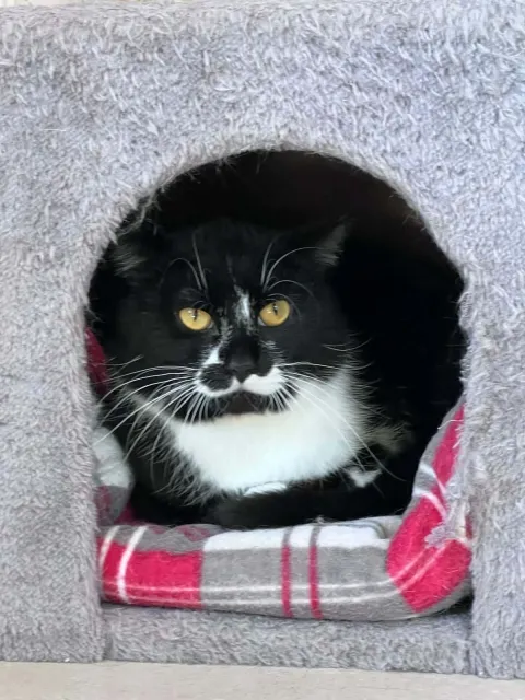 Kot do adopcji, Piła, 3 listopada 2025