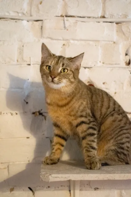 Kot do adopcji, Piła, 3 listopada 2025 (1/3)