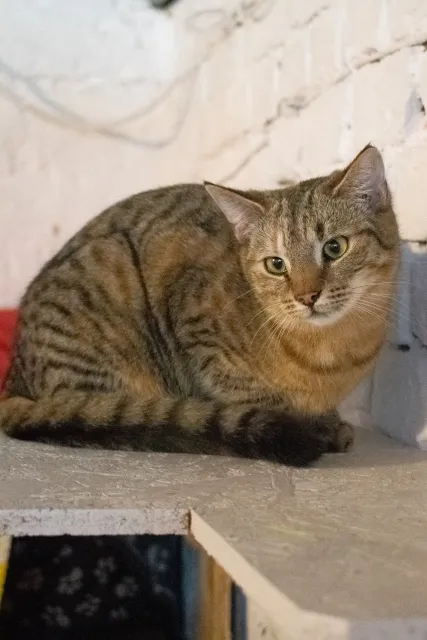 Kot do adopcji, Piła, 3 listopada 2025 (2/3)