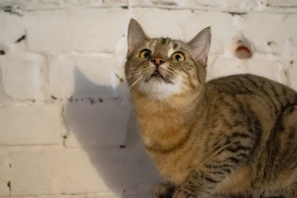 Kot do adopcji, Piła, 3 listopada 2025 (3/3)