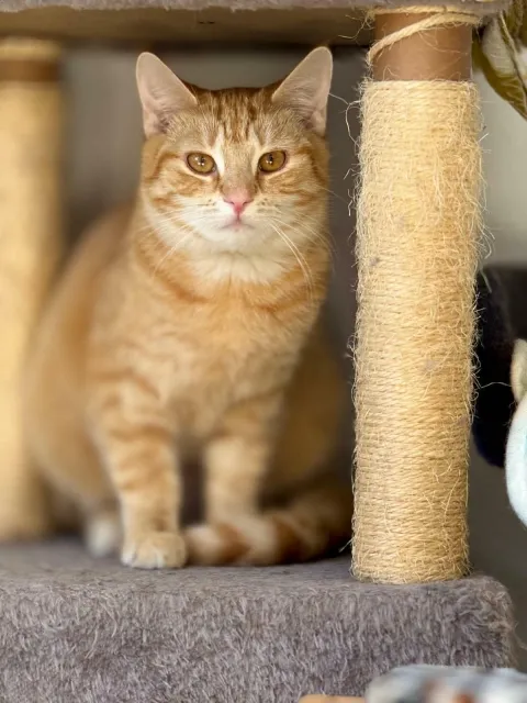 Kot do adopcji, Piła, 8 listopada 2025 (1/3)