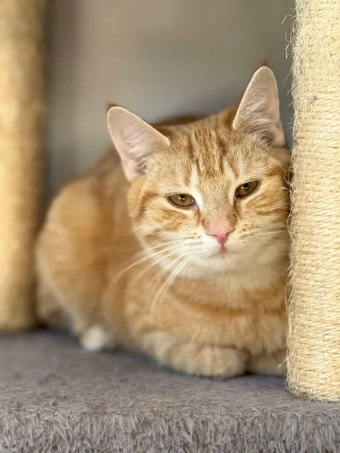 Kot do adopcji, Piła, 8 listopada 2025 (2/3)