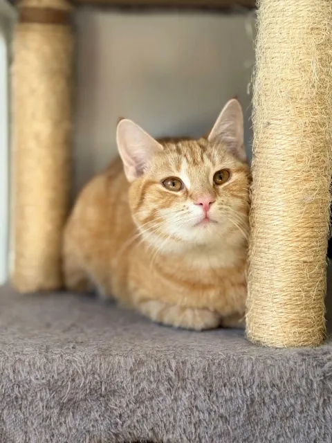 Kot do adopcji, Piła, 8 listopada 2025 (3/3)