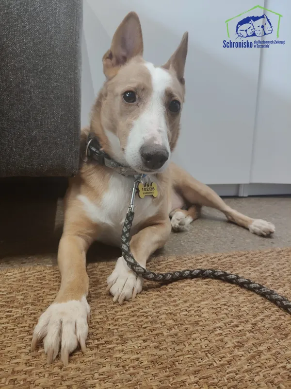 Znaleziono psa, Szczecin, 27 marca 2026 (1/3)