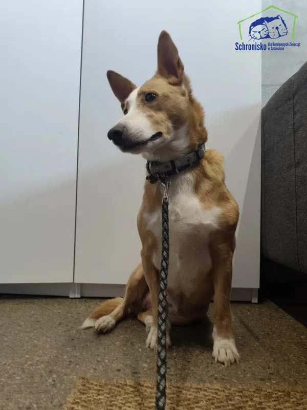 Znaleziono psa, Szczecin, 27 marca 2026 (2/3)