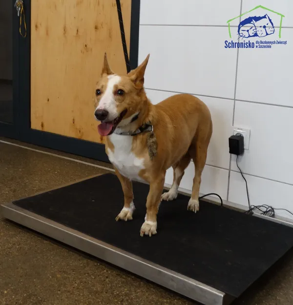 Znaleziono psa, Szczecin, 27 marca 2026 (3/3)
