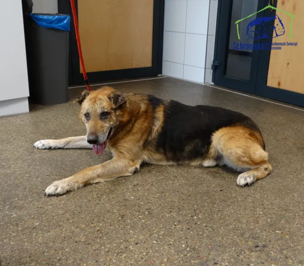 Znaleziono psa, Szczecin, 27 marca 2026