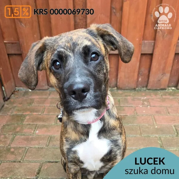 Pies do adopcji, Gdynia, 27 marca 2026 (1/5)