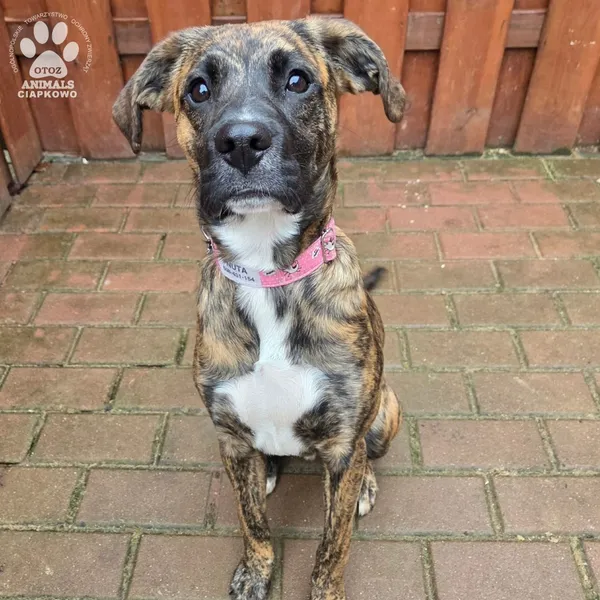 Pies do adopcji, Gdynia, 27 marca 2026 (2/5)