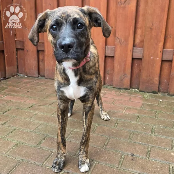 Pies do adopcji, Gdynia, 27 marca 2026 (3/5)