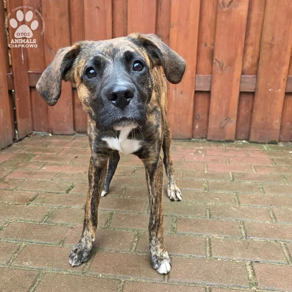 Pies do adopcji, Gdynia, 27 marca 2026 (5/5)