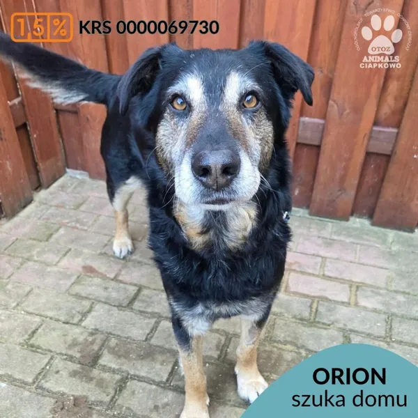 Pies do adopcji, Gdynia, 27 marca 2026 (1/5)