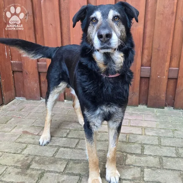 Pies do adopcji, Gdynia, 27 marca 2026 (4/5)