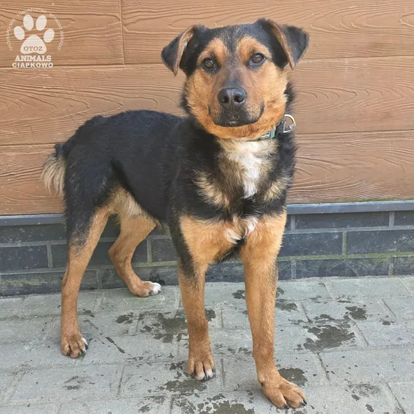 Pies do adopcji, Gdynia, 27 marca 2026 (2/2)