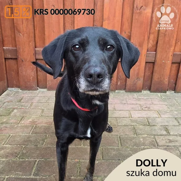 Pies do adopcji, Gdynia, 27 marca 2026 (1/5)