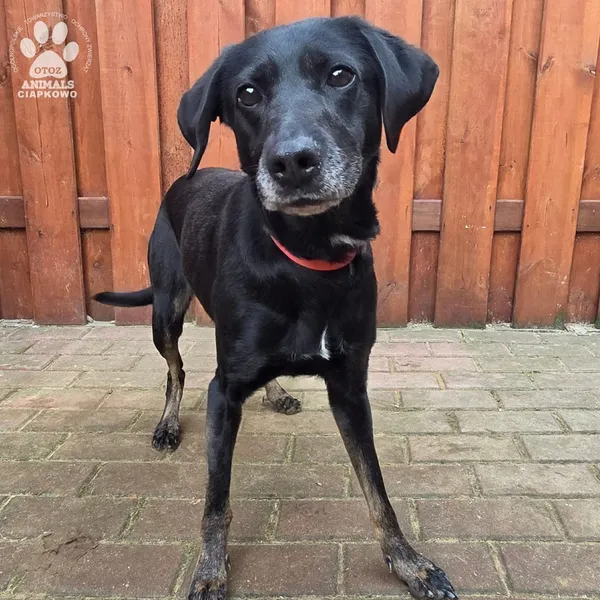 Pies do adopcji, Gdynia, 27 marca 2026 (3/5)