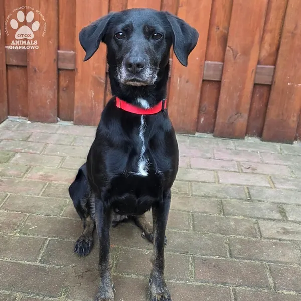 Pies do adopcji, Gdynia, 27 marca 2026 (4/5)