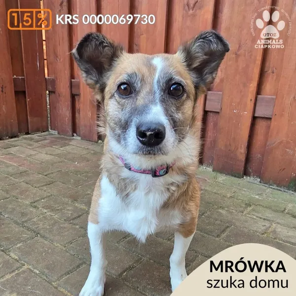 Pies do adopcji, Gdynia, 27 marca 2026 (1/4)