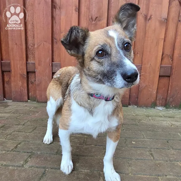 Pies do adopcji, Gdynia, 27 marca 2026 (3/4)