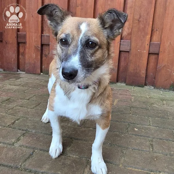 Pies do adopcji, Gdynia, 27 marca 2026 (4/4)