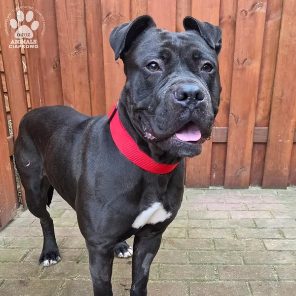 Pies do adopcji, Gdynia, 27 marca 2026 (2/5)