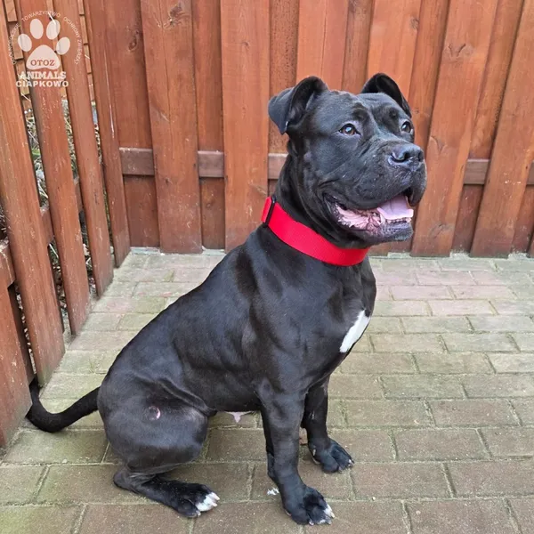 Pies do adopcji, Gdynia, 27 marca 2026 (3/5)