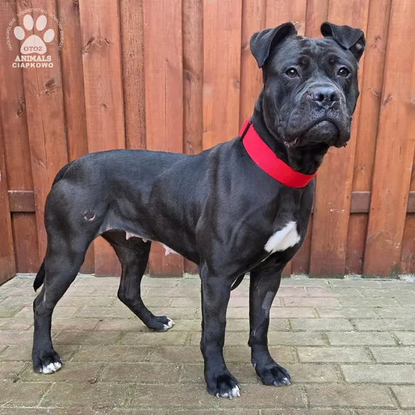 Pies do adopcji, Gdynia, 27 marca 2026 (4/5)