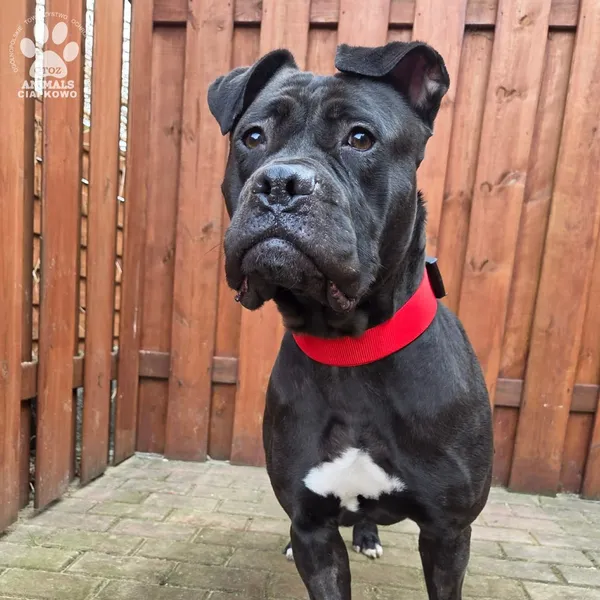 Pies do adopcji, Gdynia, 27 marca 2026 (5/5)