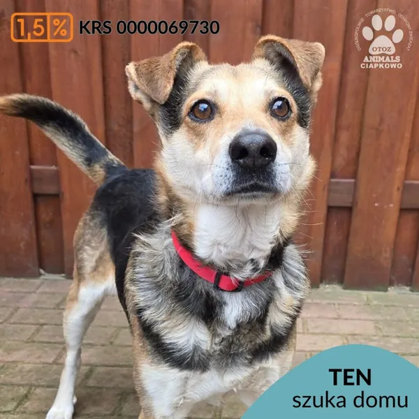 Pies do adopcji, Gdynia, 27 marca 2026 (1/5)