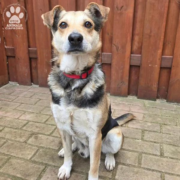 Pies do adopcji, Gdynia, 27 marca 2026 (3/5)