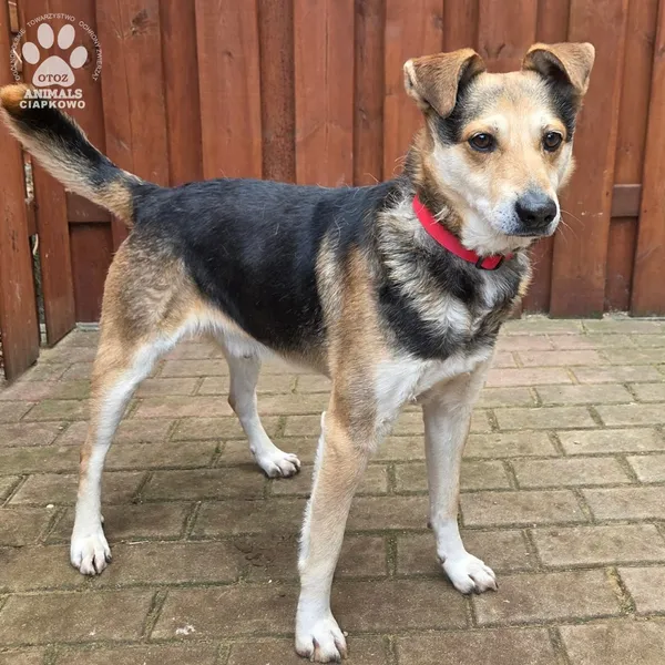 Pies do adopcji, Gdynia, 27 marca 2026 (4/5)