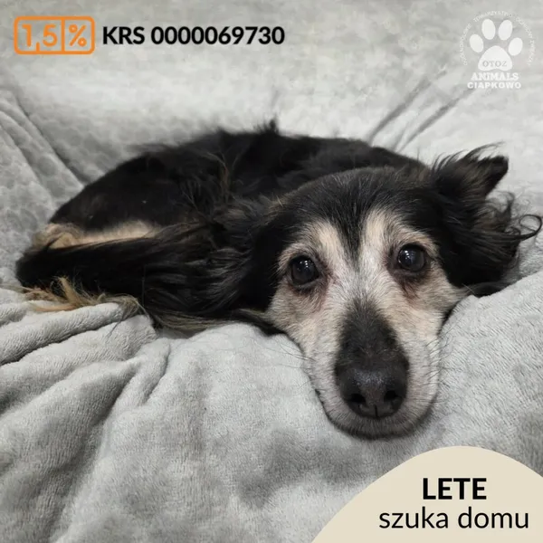 Pies do adopcji, Gdynia, 27 marca 2026 (1/2)