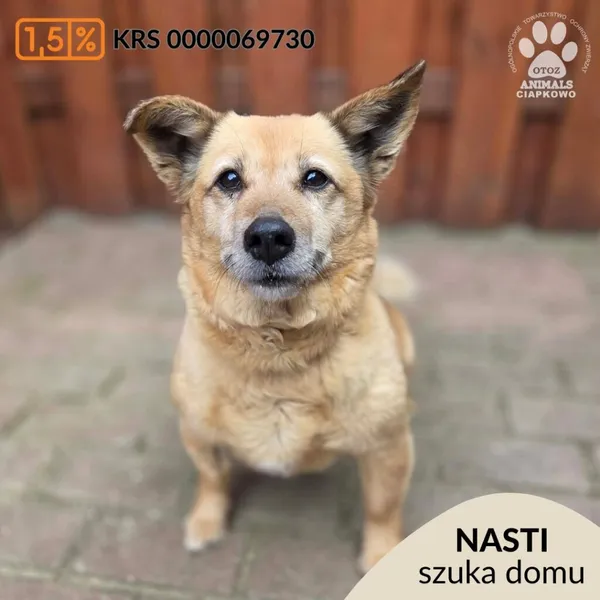 Pies do adopcji, Gdynia, 27 marca 2026 (1/5)