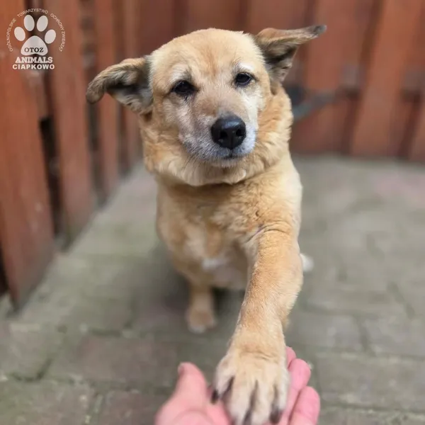 Pies do adopcji, Gdynia, 27 marca 2026 (4/5)