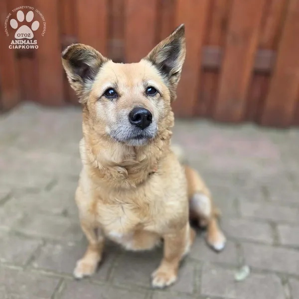 Pies do adopcji, Gdynia, 27 marca 2026 (5/5)