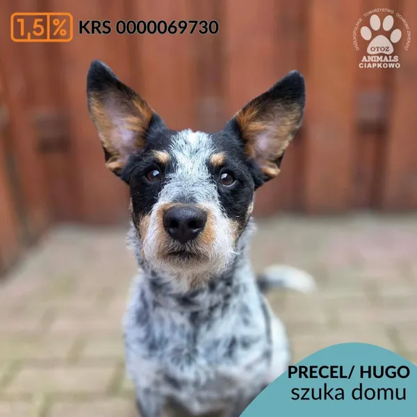 Pies do adopcji, Gdynia, 27 marca 2026 (1/5)