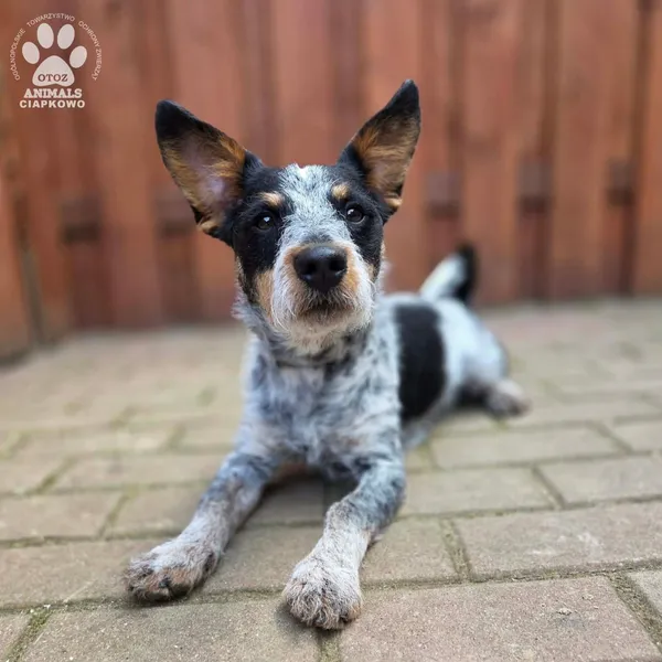 Pies do adopcji, Gdynia, 27 marca 2026 (2/5)