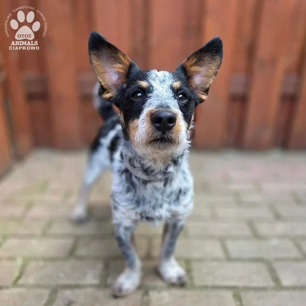 Pies do adopcji, Gdynia, 27 marca 2026 (5/5)