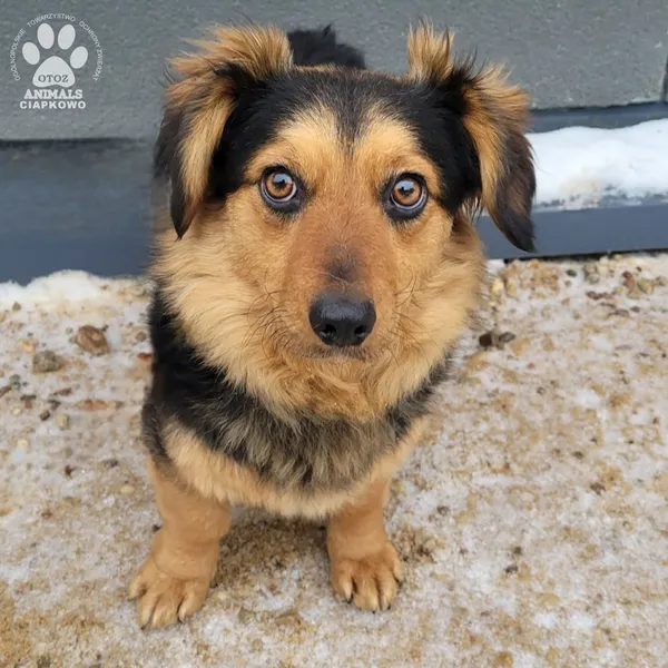 Pies do adopcji, Gdynia, 27 marca 2026 (2/2)