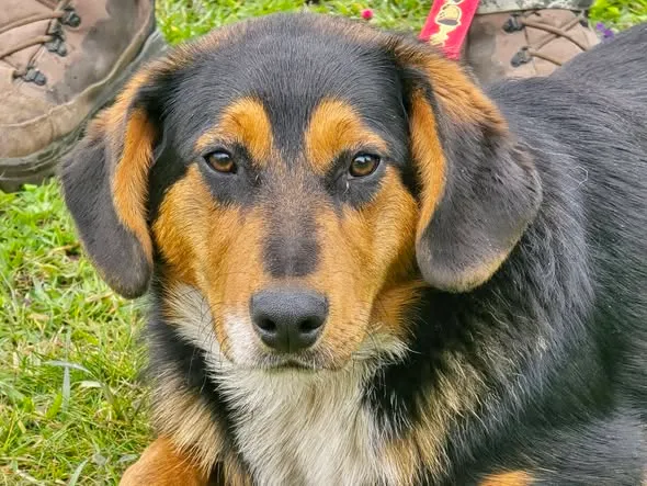 Pies do adopcji, Ropczyce, 27 marca 2026