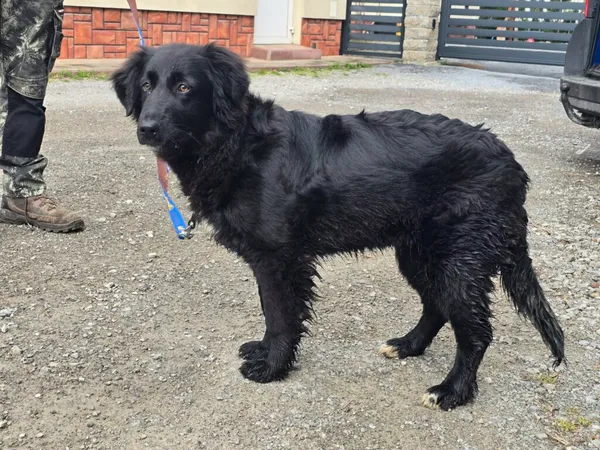 Pies do adopcji, Ropczyce, 27 marca 2026